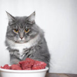 Can cats eat raw meat