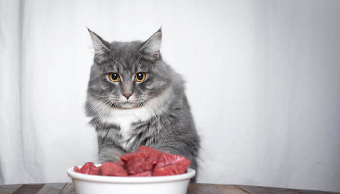 Can cats eat raw meat