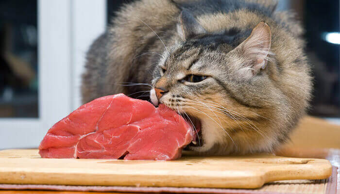 Is it OK to give cats raw meat 