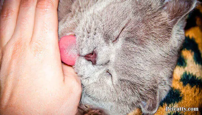 What does it mean when a cat licks you