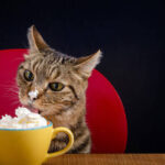 Can cats have whipped cream