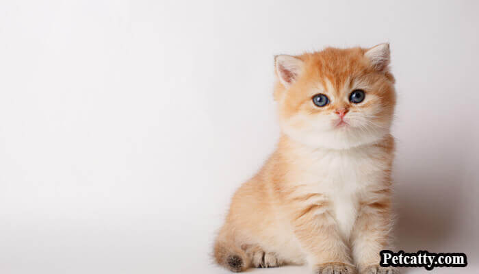 How long can cats or kittens hold their poop and pee
