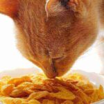 Can cats eat corn flakes