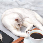 Why do cats like coffee