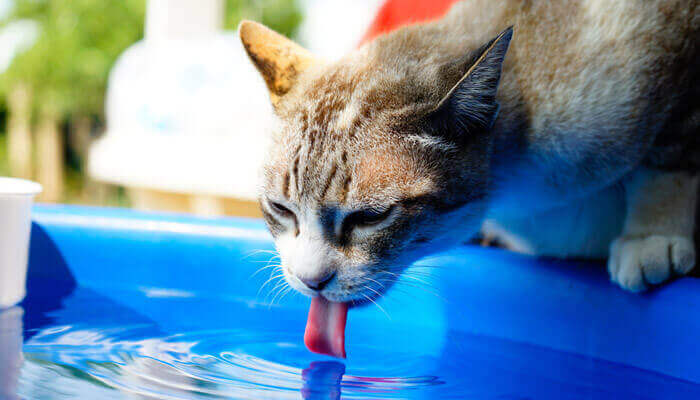 why your kitten won’t drink water? 