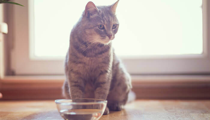 why your kitten won’t drink water 