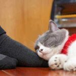 Why do cats sleep on your feet