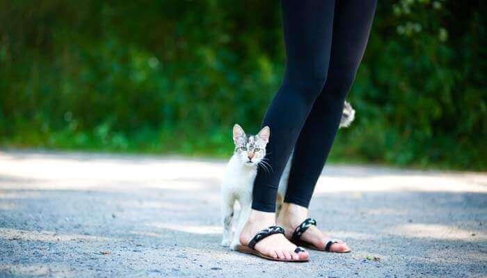 Why do stray cats rub against your legs.. 