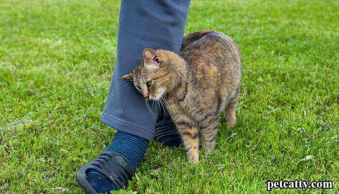 Why do stray cats rub against your legs