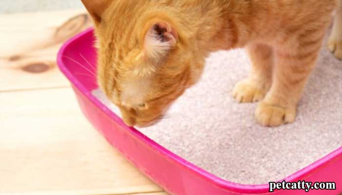 Why is a cat obsessed with eating plastic?