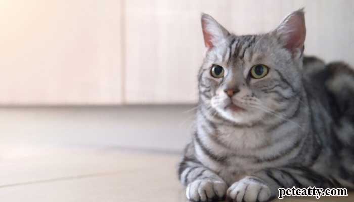 What are the fascinating facts about the tabby cat