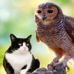 Are Cats Afraid Of Owls