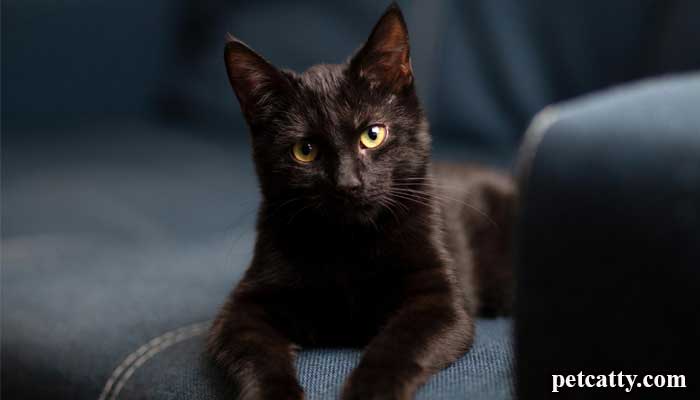 Interesting Facts About Black Cats
