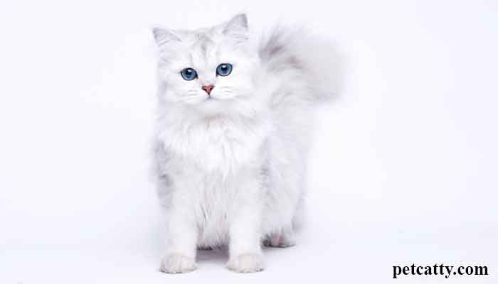 Will My Kitten Stay White