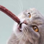 Can Cats Eat Slim Jims?