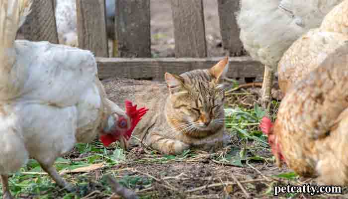 Can I Feed My Cat Chicken Every Day?