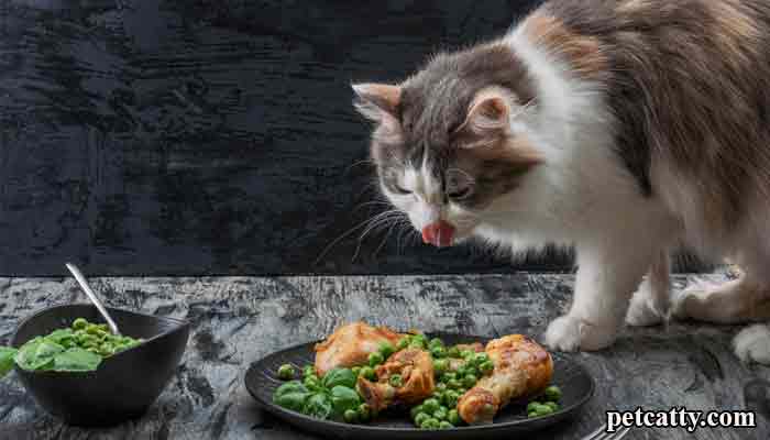 Is It OK To Feed My Cat Cooked Chicken?