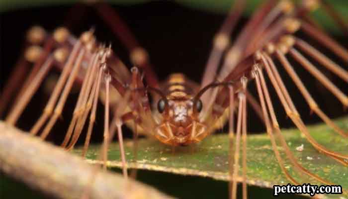 Can Cats Eat House Centipedes?