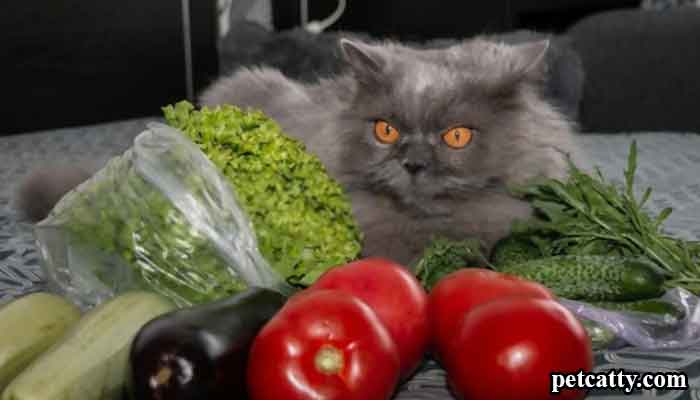 What Vegetables Can Cat Eat ? 