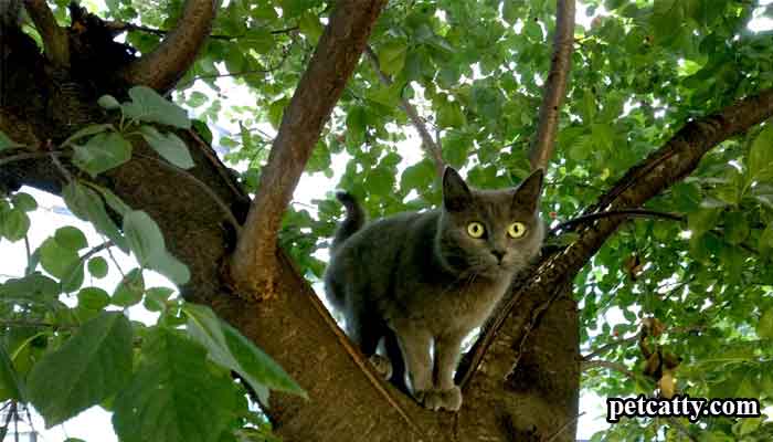 Why do cats always climb trees?