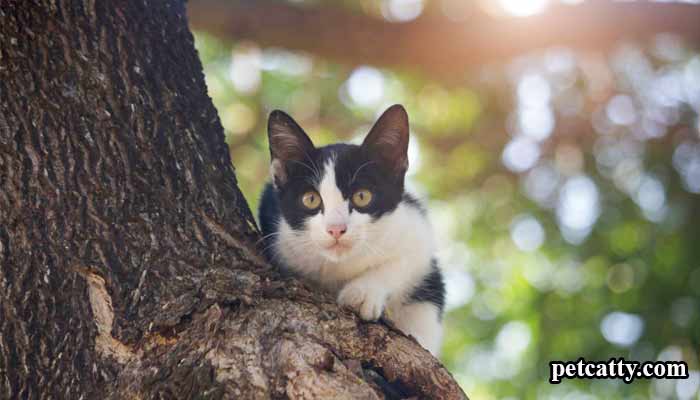 why do cats always climb trees?