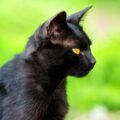 What Does It Mean When You See A Black Cat?