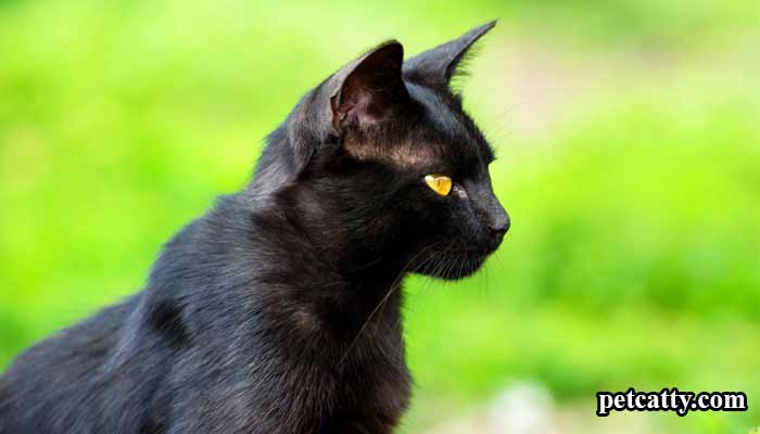 What Does It Mean When You See A Black Cat?